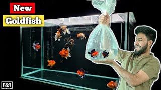 Unboxing my New Goldfish  Fancy Goldfish  Goldfish Aquarium Update [upl. by Yren627]