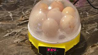 Mini intelligent 7 egg incubator [upl. by Ahsiki]