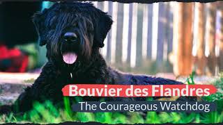 Bouvier des Flandres – The Courageous Watchdog [upl. by Perzan762]