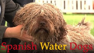 Spanish Water Dogs  Bests of Breed [upl. by Nylassej839]