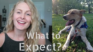 DOG ADOPTION How It Works  How Long It Takes [upl. by Madalena]