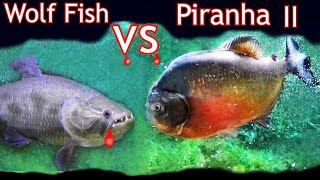 Wolf Fish Vs Piranha II Who Will win [upl. by Iny205]