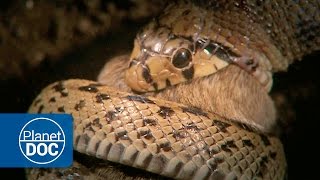 Constrictor Snake Documentary [upl. by Tewfik]