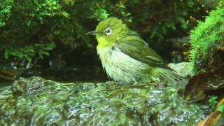 メジロ（3）メジロ（さえずり）  Japanese Whiteeye  Wild Bird  野鳥 動画図鑑 [upl. by Aicetal]