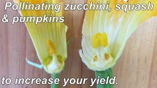 How to Hand Pollinate Zucchini Squash amp Pumpkins to Increase your Yields [upl. by Mal]