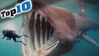 Top 10 Most Dangerous Animals in the World [upl. by Pauiie]