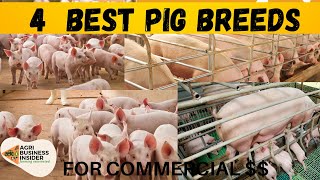 The 4 Best Pig Breeds for Commercial Pigs Farming  Meat Production [upl. by Pitts]