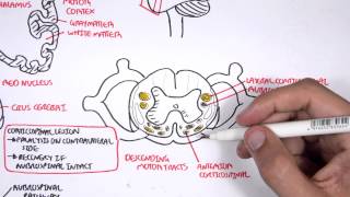 Neurology  Motor Pathways [upl. by Aysan284]