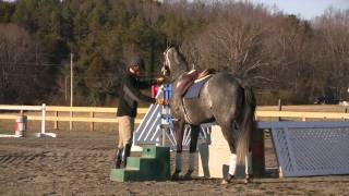 Stallion covering mating a mare Just a quickie [upl. by Assyla704]