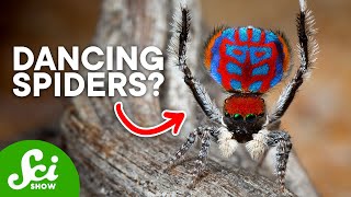 9 New Spider Species We Just Discovered [upl. by Otit229]