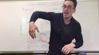 Spinal Nerve Plexus  Peripheral Nervous System [upl. by Halimeda]