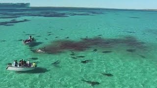 Watch Shark feeding frenzy shot by drone [upl. by Goren774]