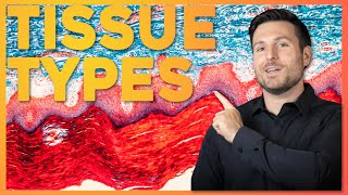 Intro to Histology The Four Tissue Types  Corporis [upl. by Aseen]