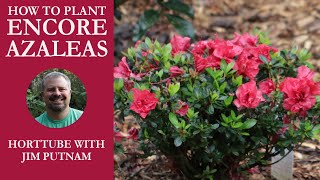 How to Plant Encore® Azaleas [upl. by Eniger]