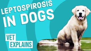 Leptospirosis in Dogs [upl. by Ever]