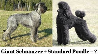 The Giant Schnoodle [upl. by Lord]