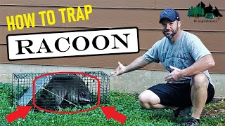 HOW TO TRAP amp RELEASE RACOON  LIVE TRAP METHOD [upl. by Elleuqar]