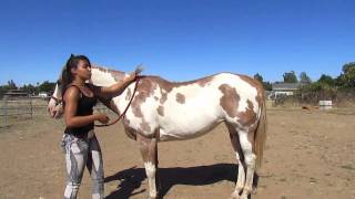 How to Mount a Horse Bareback [upl. by Dearden]