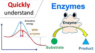 Enzymes [upl. by Cristy]