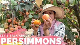 Lets talk about Persimmon varieties [upl. by Alimhaj]