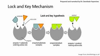 Chapter 31 Introduction to Enzymes [upl. by Ynoyrb588]