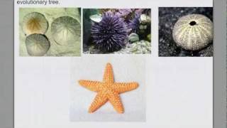 Invertebrate Diversity pt 4 Echinoderms amp Intro Chordates [upl. by Akinaj]