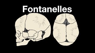 Skull fontanelles [upl. by Annahsad]