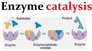 Enzyme catalysis mechanism [upl. by Hayarahs]