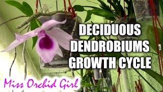 Growth cycle of deciduous Dendrobium orchids [upl. by Hertberg678]