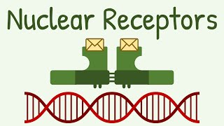 Nuclear Receptors amp Signaling Pathway [upl. by Enohsal]