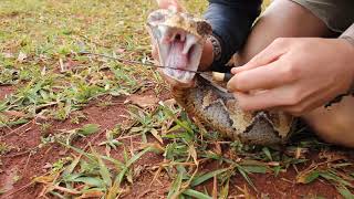 Gaboon Viper necking [upl. by Ylam744]