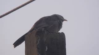 Yellowbilled Babbler  Thavittu kuruvi தவிட்டு குருவி [upl. by Jarlen331]