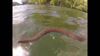 Northern Water Snake Swimming Across a Lake [upl. by Uni170]