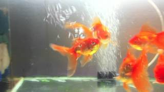 Goldfish Spawning Behavior [upl. by Fenton107]