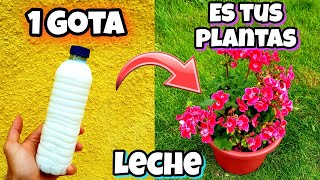 LECHE USOS que son un TESORO en las PLANTAS del Huerto  Insecticida Fertilizante Fungicida [upl. by Adnaluy]