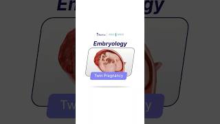 embryology of heart [upl. by Elle701]