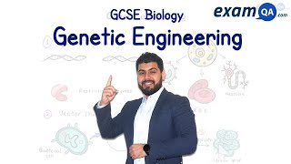 Genetic Engineering  GCSE Biology [upl. by Adieno191]