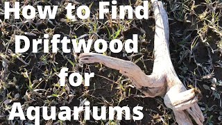 How to Find Driftwood for Aquariums [upl. by Nevet495]