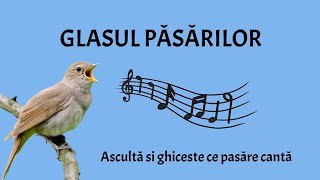 Glasul păsărilor  Ascultă și ghicește glasul păsărilor [upl. by Etsirhc]