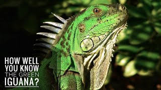 Green Iguana  Description Characteristics and Facts [upl. by Sokin]