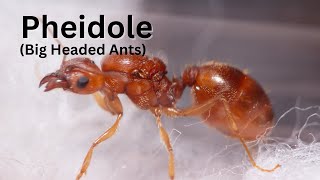 Meet my Pheidole Colonies [upl. by Sanferd]