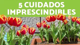 Cómo CUIDAR TULIPANES en MACETA 🌷 ¡Ubicación Riego y Más [upl. by Gordy]