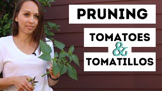 Pruning Tomatoes amp Tomatillos PART 1  Propagating  Easy amp Simple [upl. by Abbey538]