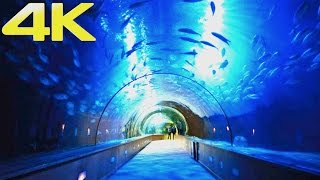 Oceanogràfic Valencia  The Largest Aquarium amp Marine Park in Europe  4K [upl. by Kiefer411]