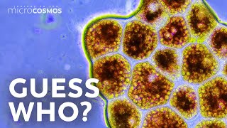 How to Identify Microbes [upl. by Boyse]