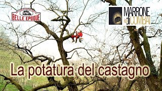 La potatura del castagno [upl. by Almeda]