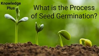 What is the Process of Seed Germination Seed germination explained I How do Seeds Grow [upl. by Sheffie]