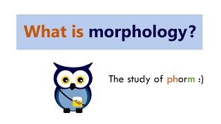 What is morphology [upl. by Ardeid]