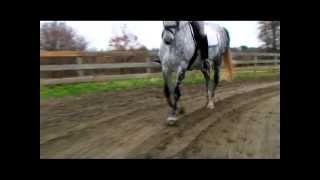 The Canter  40 Fundamentals of English Riding [upl. by Orman]