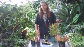 How to Grow Sarracenia North American Pitcher Plants [upl. by Cirle]